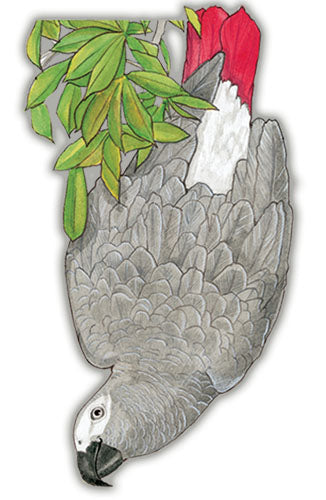 African Grey Magnet Wooden - Pipsqueakproductions