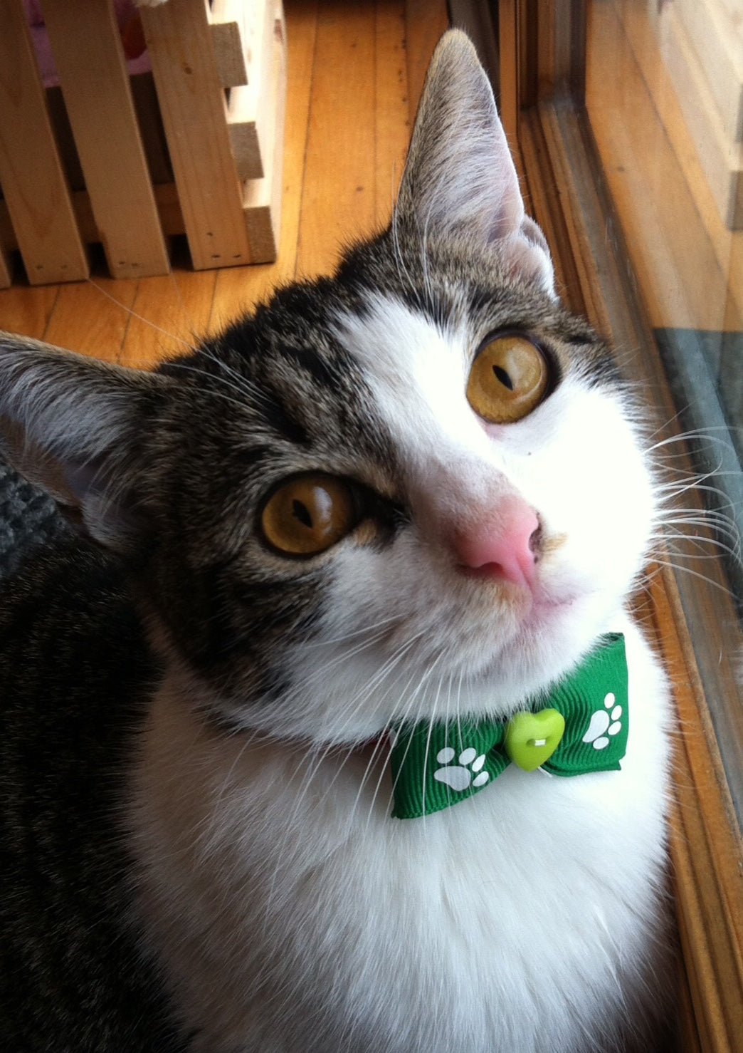 Dog Hair Bows Two Green with White Paw Prints - Pipsqueakproductions