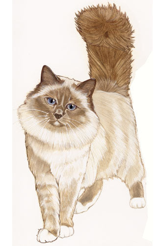 Birman Cat Magnet Wooden - Pipsqueakproductions