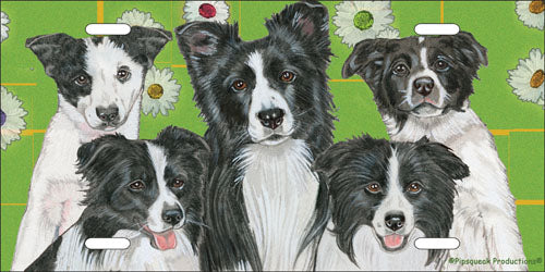 Border Collie License Plate, Car Accessory, Auto Tag, Bedroom Sign, Fun Dog Lover Gift - Pipsqueakproductions