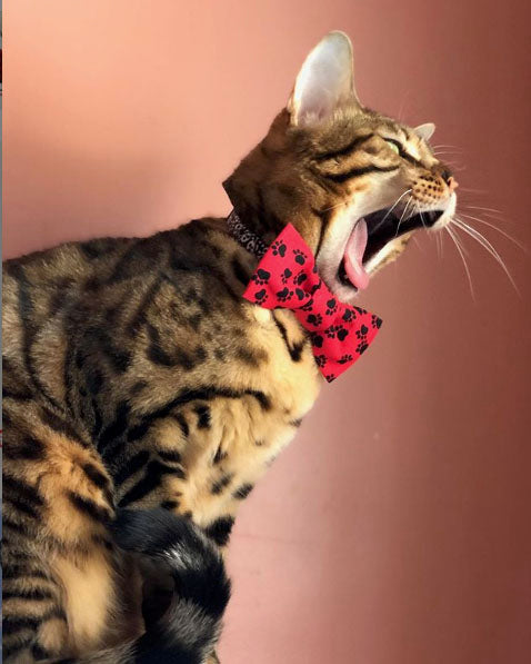 Dog Bow Tie Holiday Red with Black Paw Print - Pipsqueakproductions