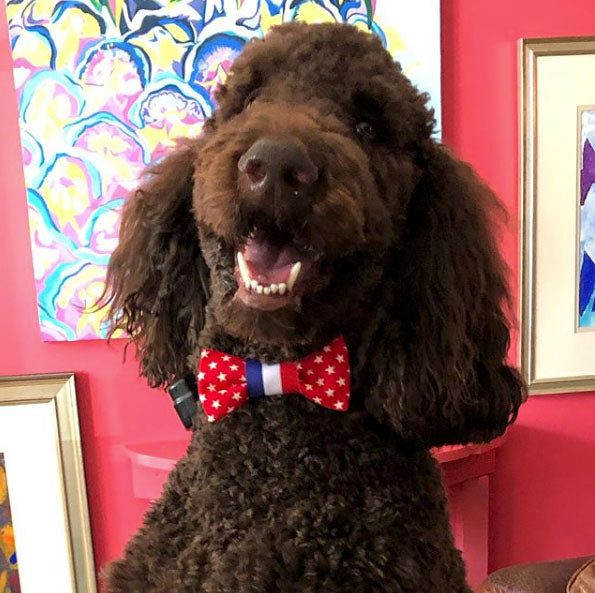 Dog Patriotic Red, White and Blue Bow Tie - Pipsqueakproductions