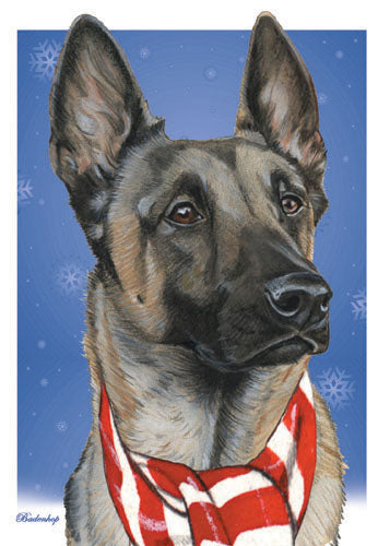 Belgian Malinois Christmas Cards Set of 10 cards & 10 envelopes - Pipsqueakproductions