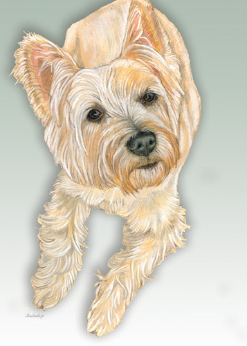 Cairn Terrier Blank Note Cards Boxed - Pipsqueakproductions