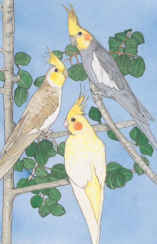 Cockatiel Blank Note Cards Boxed - Pipsqueakproductions