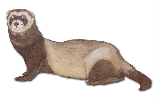 Ferret Magnet Wooden - Pipsqueakproductions