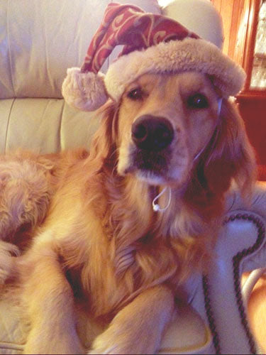 Posh Pet Santa Hat Large - Pipsqueakproductions