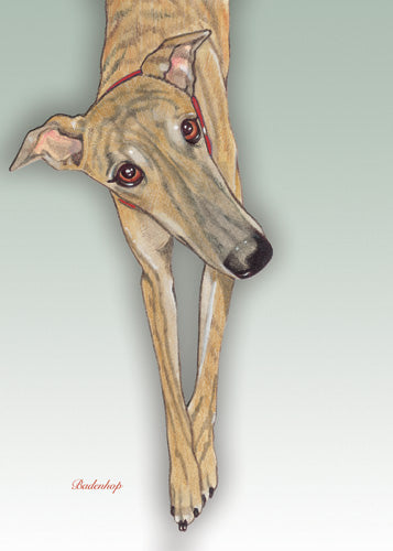 Greyhound Blank Note Cards Boxed - Pipsqueakproductions