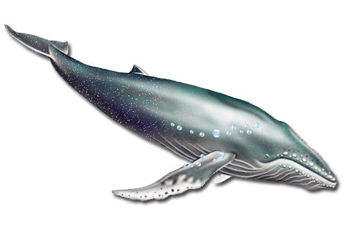 Humpback Whale Magnet Wooden - Pipsqueakproductions