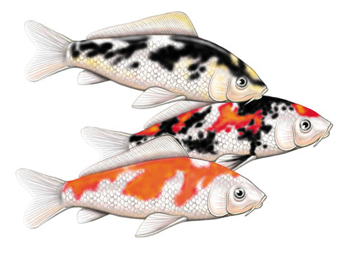 Koi Fish Magnet Wooden - Pipsqueakproductions