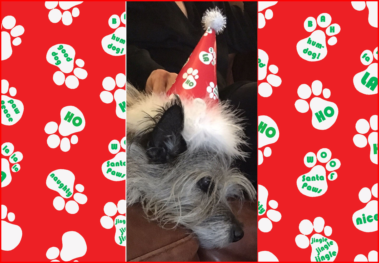 Pet Santa Party Hat - Pipsqueakproductions