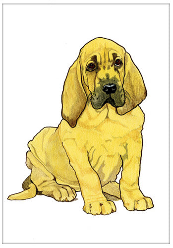 Bloodhound Birthday Card 5 x 7 with Envelope - Pipsqueakproductions