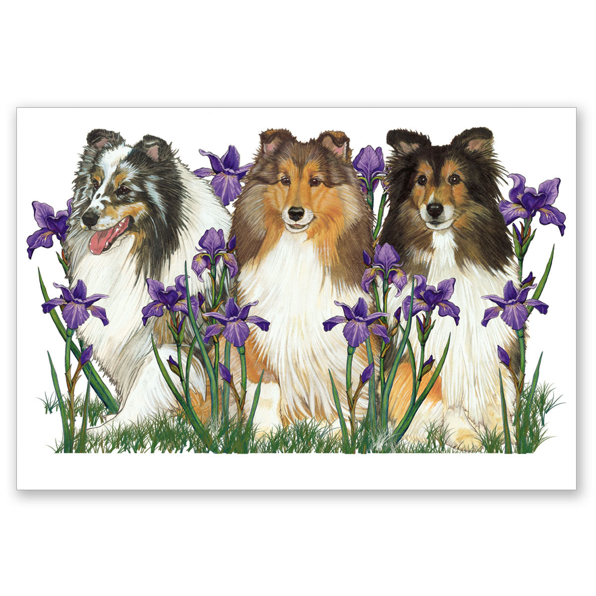 Shetland Sheepdog Art Blank Note Cards Set of 10 Cards with Envelopes - Pipsqueakproductions