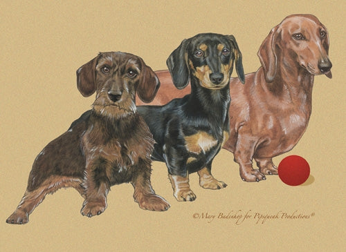Dachshund Blank Note Card - Pipsqueakproductions