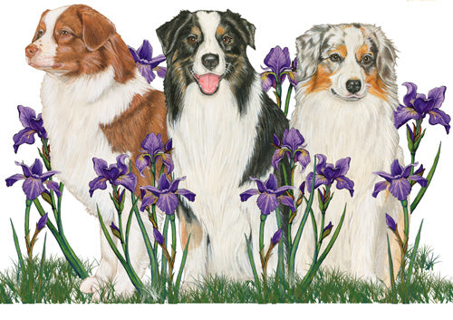Australian Shepherd Blank Note Cards Boxed - Pipsqueakproductions