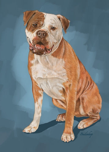 American Bulldog Blank Note Card - Pipsqueakproductions