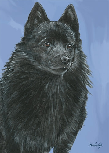 Schipperke Blank Note Card - Pipsqueakproductions