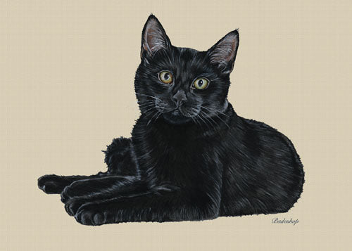 Black Cat Blank Note Cards Boxed - Pipsqueakproductions