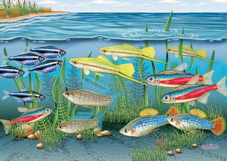 Tetra Note Cards Set of 10 cards & 10 envelopes - Pipsqueakproductions