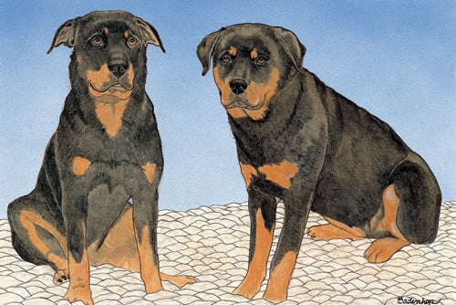 Rottweiler Blank Note Card - Pipsqueakproductions