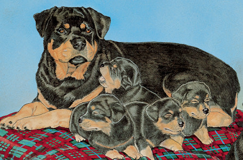 Rottweiler Birthday Card 5 x 7 with Envelope - Pipsqueakproductions