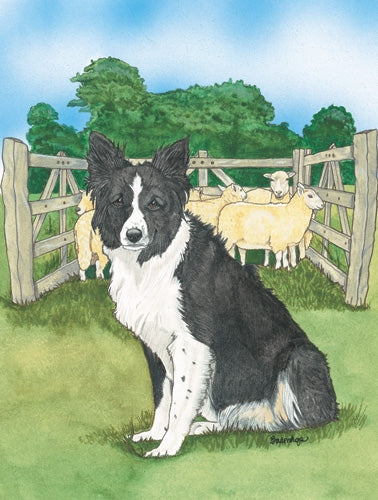 Border Collie Blank Note Card - Pipsqueakproductions