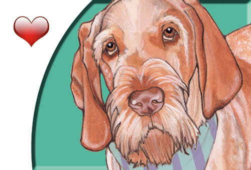 Italian Spinone Small Blank Note Cards Boxed - Pipsqueakproductions