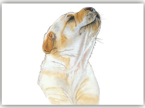 Labrador Retriever Yellow Pup Small Blank Note Card - Pipsqueakproductions