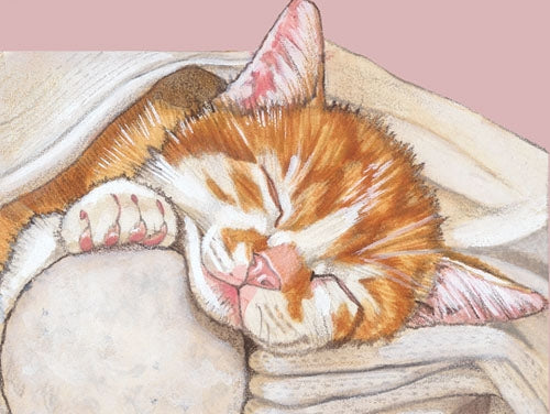 Cat Tabby Small Blank Note Card - Pipsqueakproductions