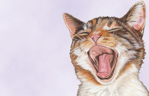 Cat Tabby Small Blank Note Cards Boxed - Pipsqueakproductions