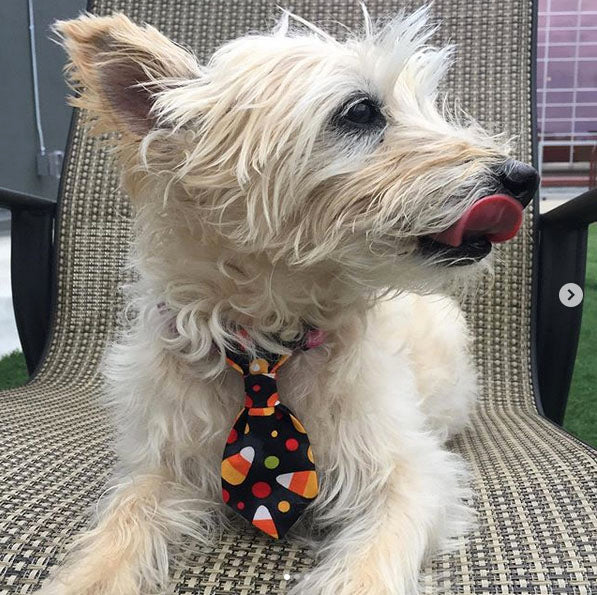 Dog Necktie Halloween Candy Corn - Pipsqueakproductions