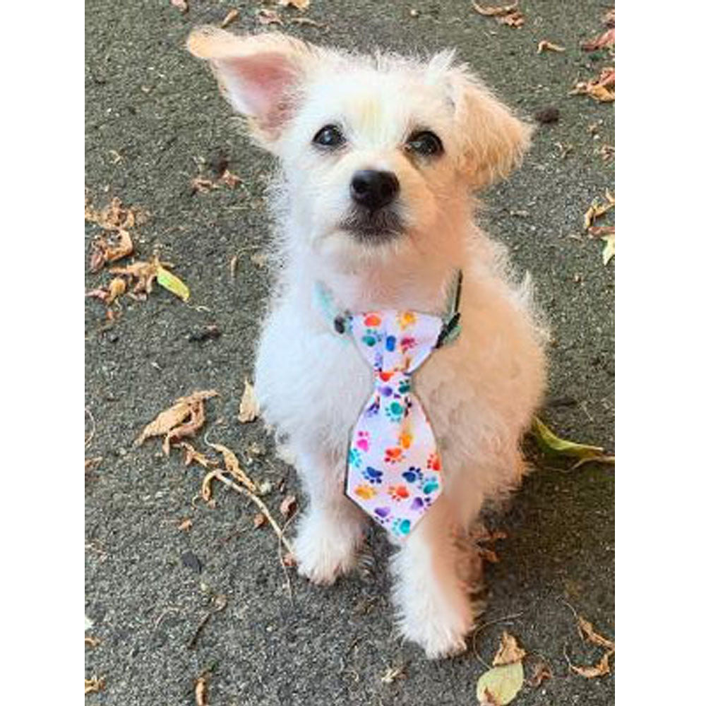 Dog Necktie White Cotton Fabric with Multi Color Paws - Pipsqueakproductions