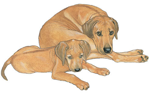 Rhodesian Ridgeback Magnet Wooden - Pipsqueakproductions