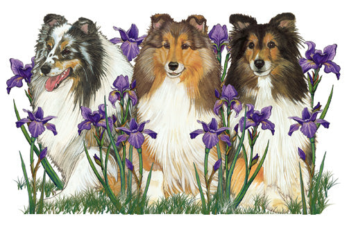 Shetland Sheepdog Blank Note Cards Boxed - Pipsqueakproductions