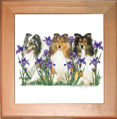 Shetland Sheepdog Sheltie Dog Ceramic Trivet Framed in Pine 8" x 8" - Pipsqueakproductions