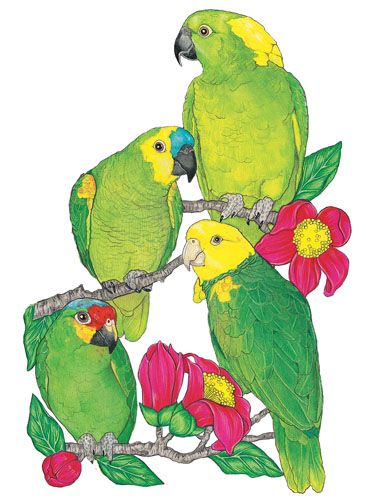 Amazon Parrot Magnet Wooden