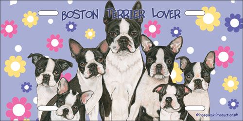 Boston Terrier License Plate