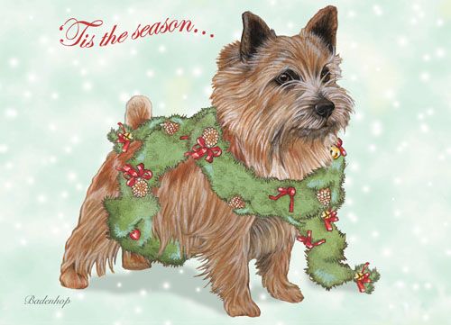 Norwich Terrier Christmas Cards Set of 10 cards & 10 envelopes