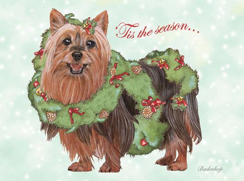 Silky Terrier Christmas Cards Set of 10 cards & 10 envelopes
