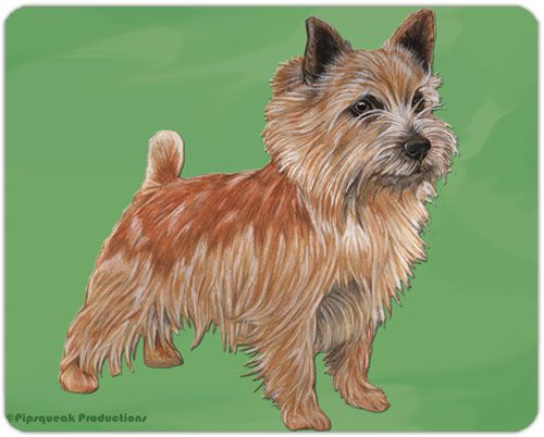 Norwich Terrier Cutting Board Tempered Glass 8" x 10"