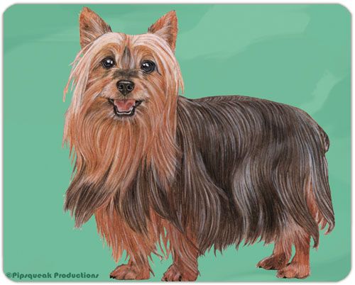Silky Terrier Cutting Board Tempered Glass 8" x 11"