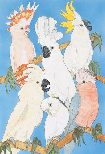 Cockatoo Blank Note Cards Boxed