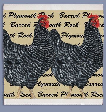 Chicken Barred Plymouth Rock Dish Towel