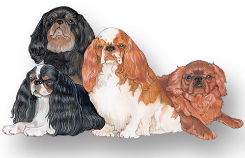 English Toy Spaniel Magnet Wooden