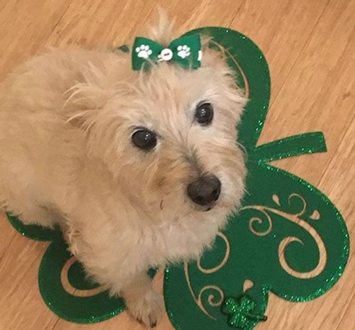 Dog Hair Bows Two Green with White Paw Prints
