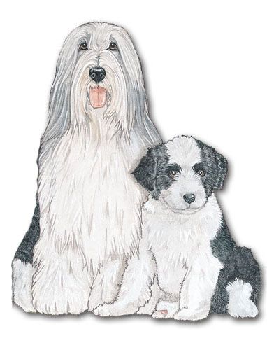 Bearded Collie Magnet Wooden