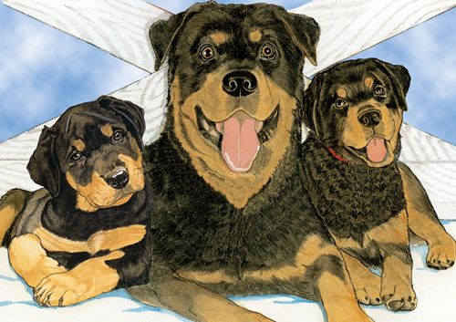 Rottweiler Blank Note Cards Boxed