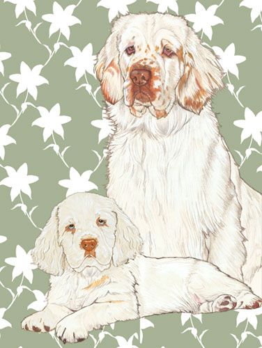Clumber Spaniel Birthday Card 5 x 7 with Envelope