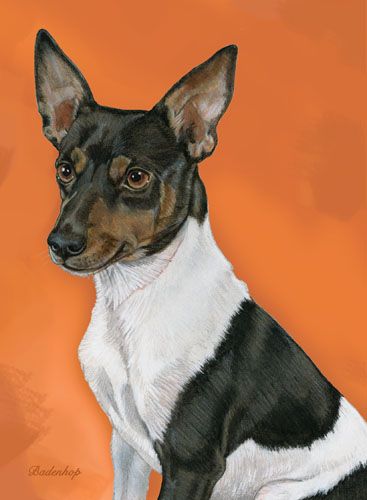 Rat Terrier Birthday Card 5 x 7 with Envelope