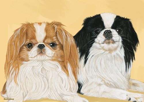 Japanese Chin Birthday Card 5 x 7 with Envelope